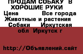 ПРОДАМ СОБАКУ  В ХОРОШИЕ РУКИ  › Цена ­ 4 000 - Все города Животные и растения » Собаки   . Иркутская обл.,Иркутск г.